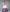 Regal White Habesha Kemis – Ethiopian Traditional Dress with Purple & Gold Embroidery Bezawit