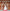 Elegant Traditional Ethiopian Habesha Dress - Classic Habesha Kemis Outfit Bezawit