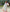 Simple Habesha Dress for Women - Traditional Ethiopian Dress | Zuria Style Habesha Kemis Bezawit